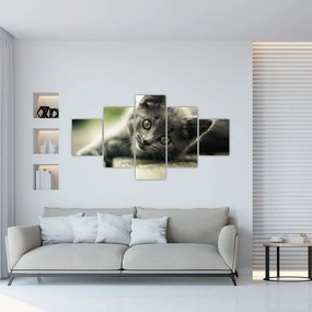 Obraz kotka (125x70 cm)