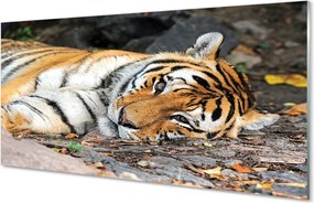 Szklany Panel Odpoczywający Tygrys