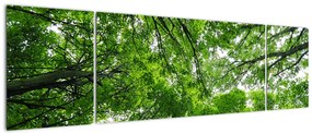 Obraz - Widok do korony drzewa (170x50 cm)