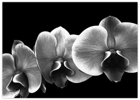 Obraz na szkle kwiatu orchidei (70x50 cm)