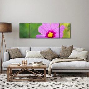 Obraz - polny kwiat (170x50 cm)