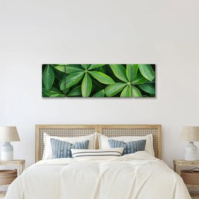 Obraz - Liście z kroplami rosy (170x50 cm)