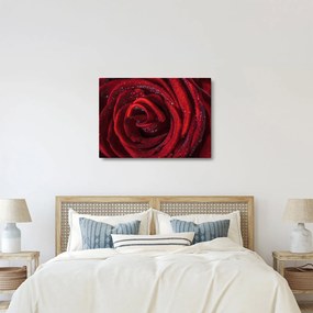 Obraz - Czerwona róża z kroplami rosy (70x50 cm)