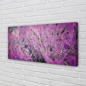Duży obraz na płótnie Pole Wrzosów