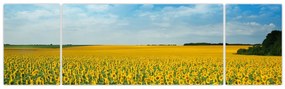 Obraz - ciąg słoneczników (170x50 cm)