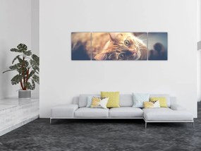 Obraz kota na podłodze (170x50 cm)