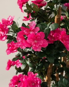 Drzewko Azalea w doniczce 170 cm