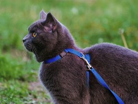 Niebieskie szelki dla kota KITTEN HARNES