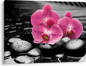Obraz - Różowe orchidee (70x50 cm)