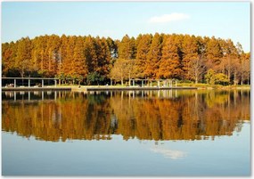 Foto obraz szkło akryl Las nad jeziorem
