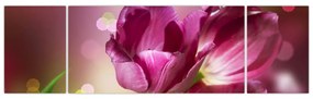 Obraz różowych tulipanów (170x50 cm)