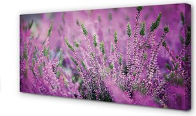 Duży obraz na płótnie Pole Wrzosów