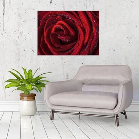 Obraz na szkle - Czerwona róża z kroplami rosy (70x50 cm)
