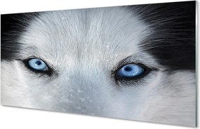 Szkło Ozdobne do Kuchni Przenikliwe Oczy Wilka