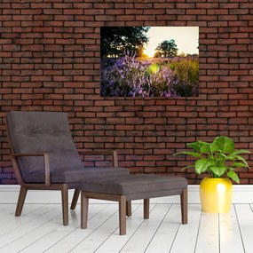 Obraz na szkle pola lawendy (70x50 cm)