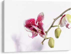 Obraz kwiatu orchidei (70x50 cm)