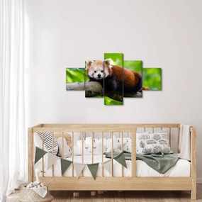 Obraz pandy czerwonej (125x70 cm)