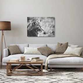 Obraz na szkle - Kot (70x50 cm)