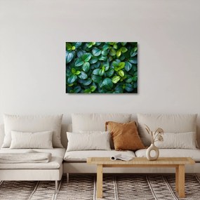 Obraz na szkle - Rośliny zielone (70x50 cm)