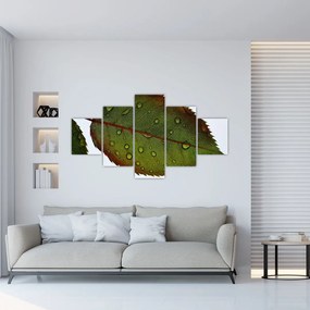 Obraz - Liść róży (125x70 cm)