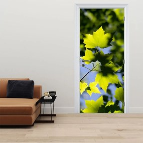 Fototapeta na drzwi - Liście klonu (95x205cm)