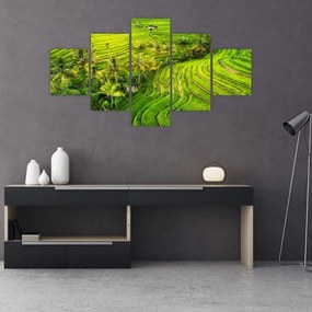 Obraz - Pola ryżowe (125x70 cm)