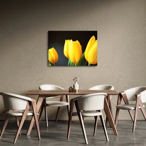 Obraz tulipanów (70x50 cm)