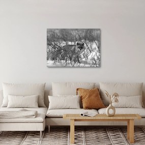 Obraz - Lis w zimie (70x50 cm)