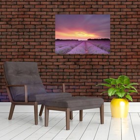 Obraz na szkle - Pole lawendy (70x50 cm)