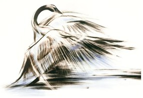 Elegancki obraz łabędzia do wnętrz premium Łabędź, Seria Wodna | Anna Borkowska