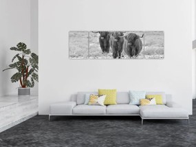 Obraz - Szkockie krowy, czarno - biały (170x50 cm)