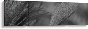 Obraz - Suszona trawa pampasowa (170x50 cm)