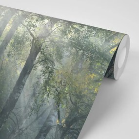 Fototapeta promienie słońca w mglistym lesie