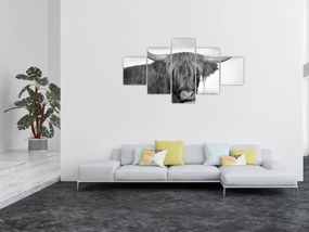 Obraz - Szkocka krowa 2, czarno - biały (125x70 cm)