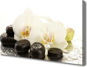 Obraz canvas Równowaga: Kwiat i Gładki Kamień