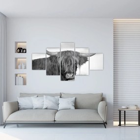 Obraz - Szkocka krowa 2, czarno - biały (125x70 cm)