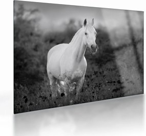 Obraz na szkle białego konia na łące, czarno - biały (70x50 cm)