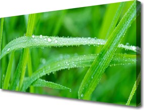 Obraz canvas na ścianę Krople Porannej Rosy na Liściu