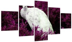 Obraz - Biały paw (125x70 cm)