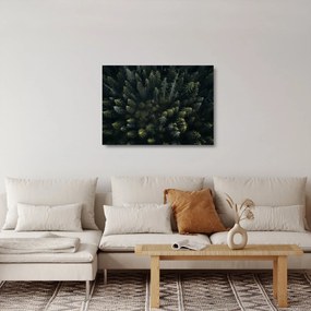 Obraz na szkle - Las (70x50 cm)