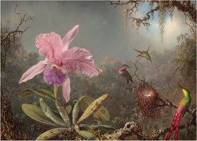 Obraz - Martin Johnson Heade, Cattleya Orchid and Three Hummingbirds, reprodukcje (70x50 cm)
