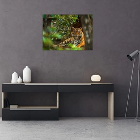 Obraz na szkle odpoczywającego tygrysa (70x50 cm)