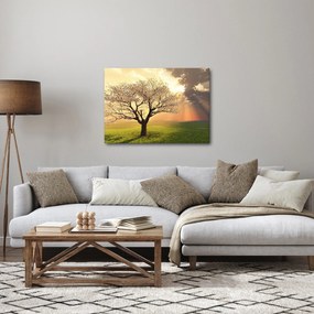 Obraz drzewa na łące (70x50 cm)