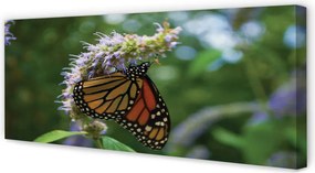 Obraz na płótnie Kolorowy Motyl na Płatkach Kwiatu