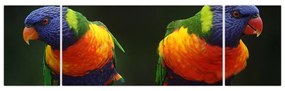 Obraz papug (170x50 cm)