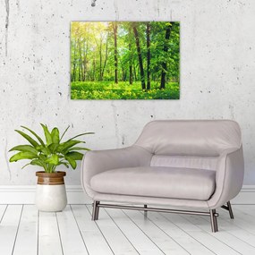 Obraz - Wiosenny las liściasty (70x50 cm)