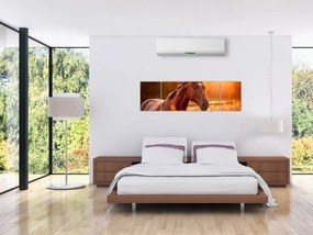 Obraz - Koń o zachodzie słońca (170x50 cm)