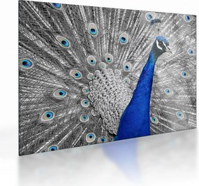 Obraz na szkle - niebieski paw (70x50 cm)