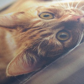 Obraz kota na podłodze (170x50 cm)