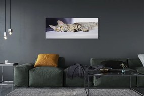 Zdjęcie na płótnie Kot w Relaksie